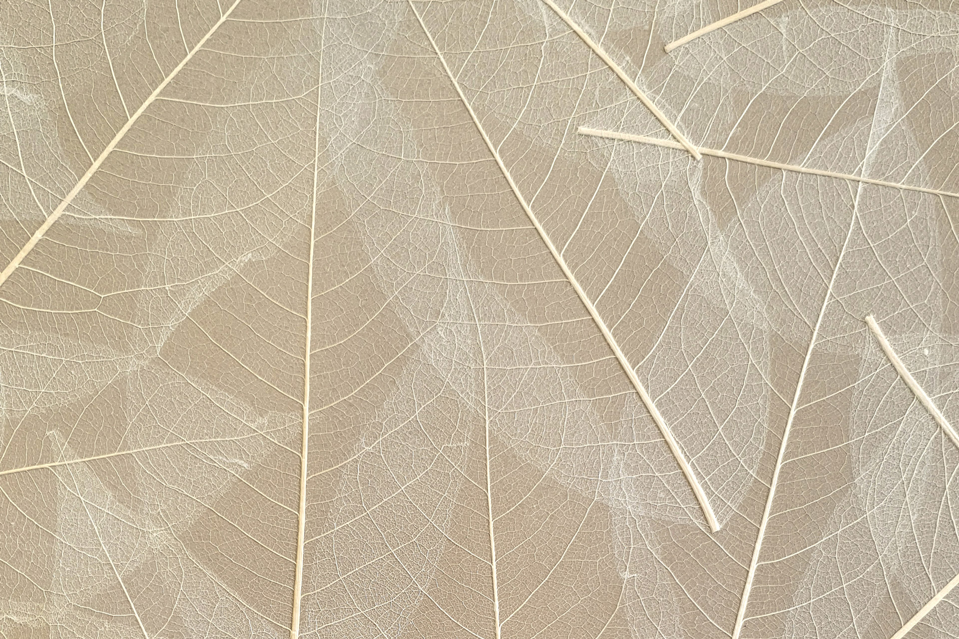 SKELETON LEAVES - on HPL