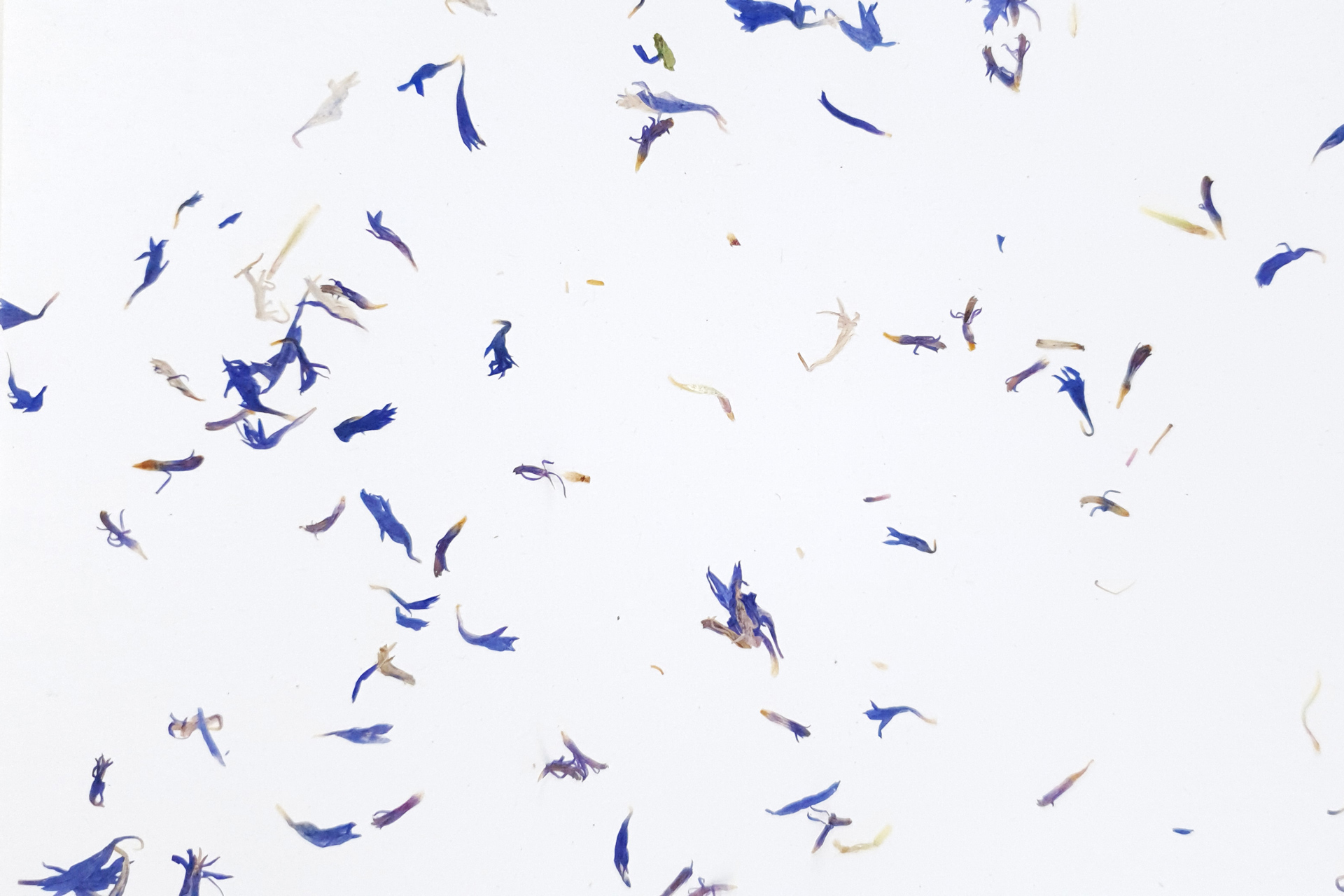 CORNFLOWER light - on white Ecofleece