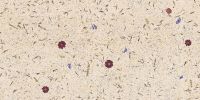 CARPE-DIEM_Textur-Vorschau_Organoid-Natural-Surfaces.jpg